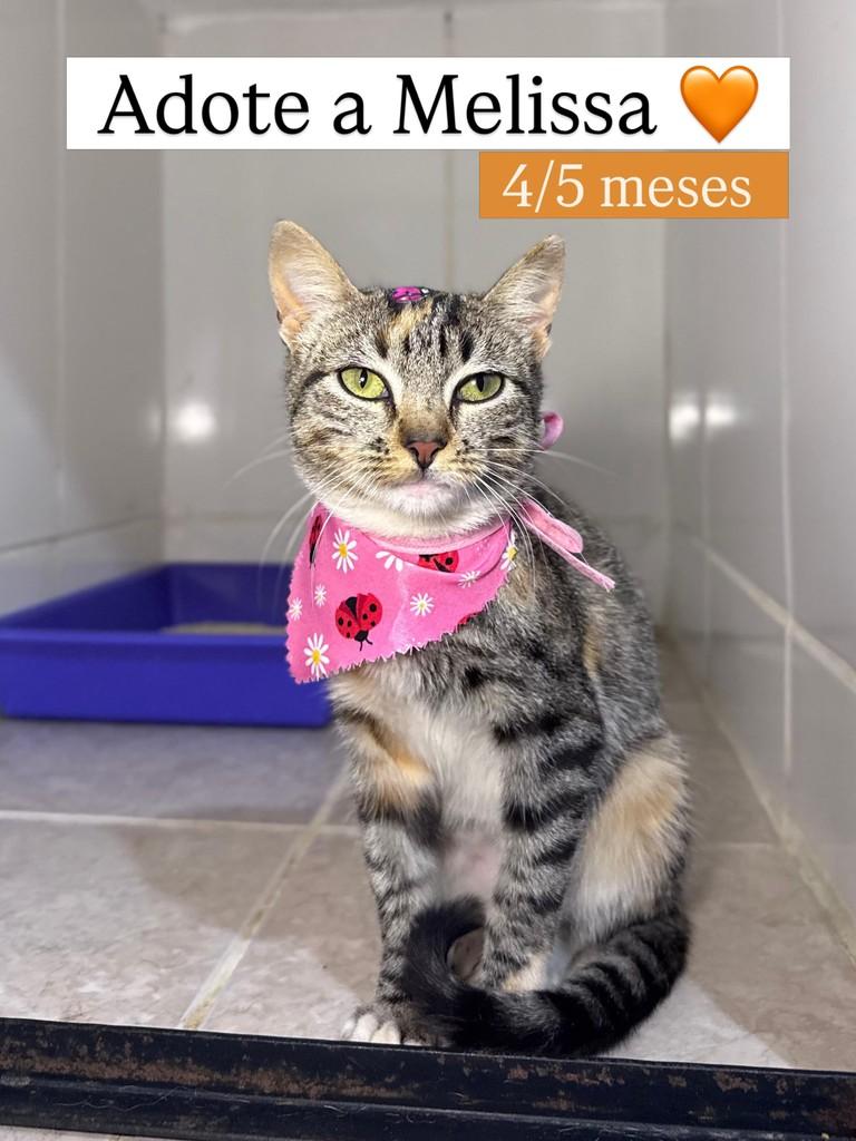 Melissa, gata para adoção em Juiz de Fora - MG