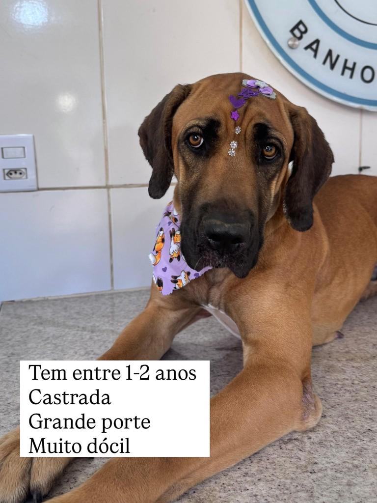 Bianca, cachorro de porte grande para adoção em Juiz de Fora - MG