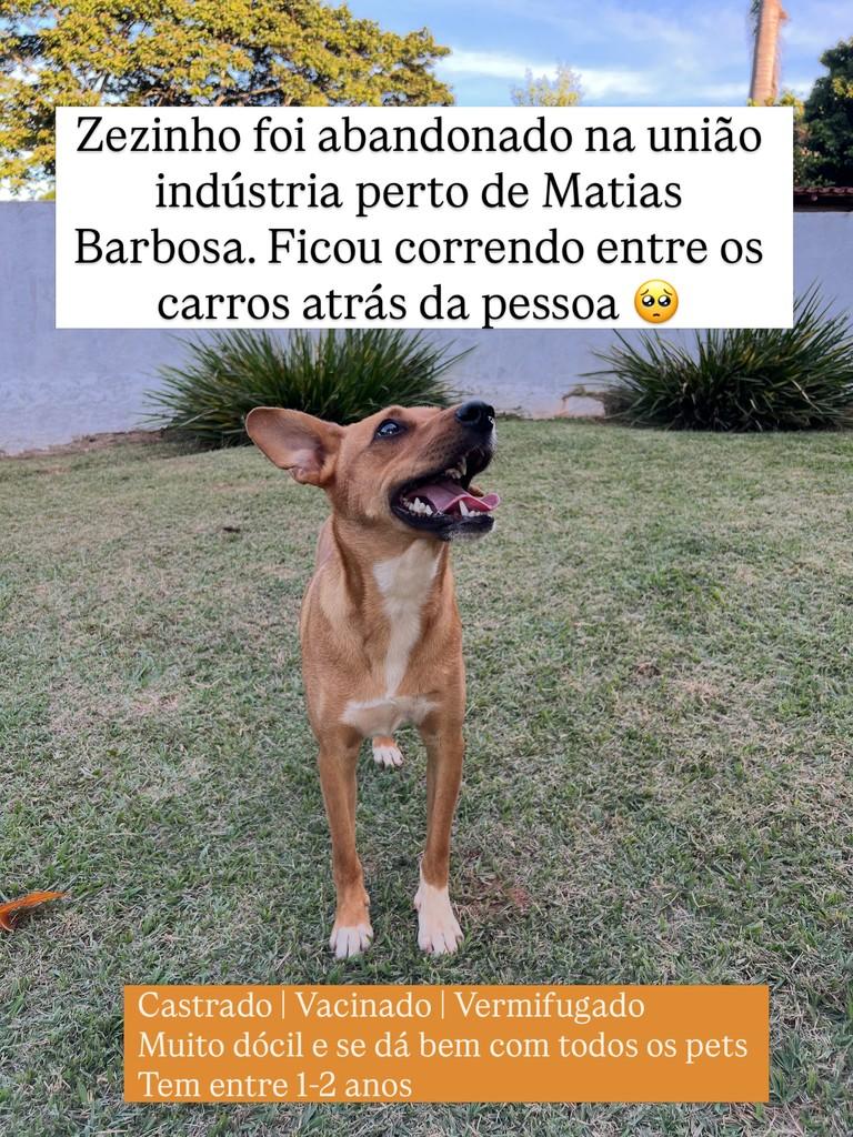 Zezinho, cachorro de porte pequeno para adoção em Juiz de Fora - MG