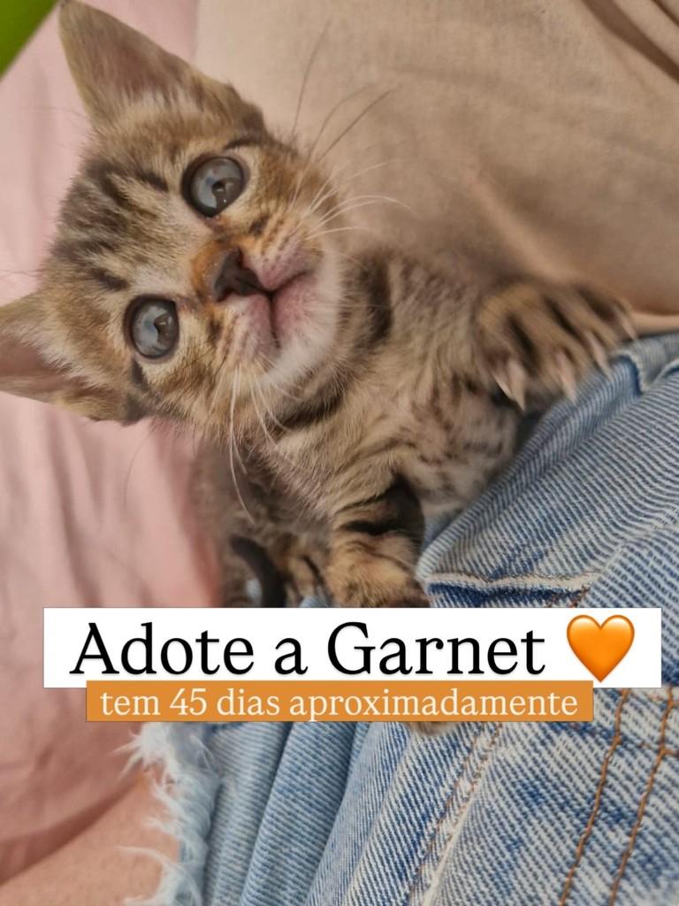 Garnet, gato para adoção em Juiz de Fora - MG