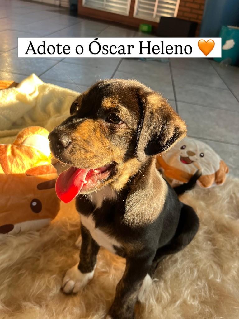 Oscar Heleno, cachorro de porte pequeno para adoção em Juiz de Fora - MG