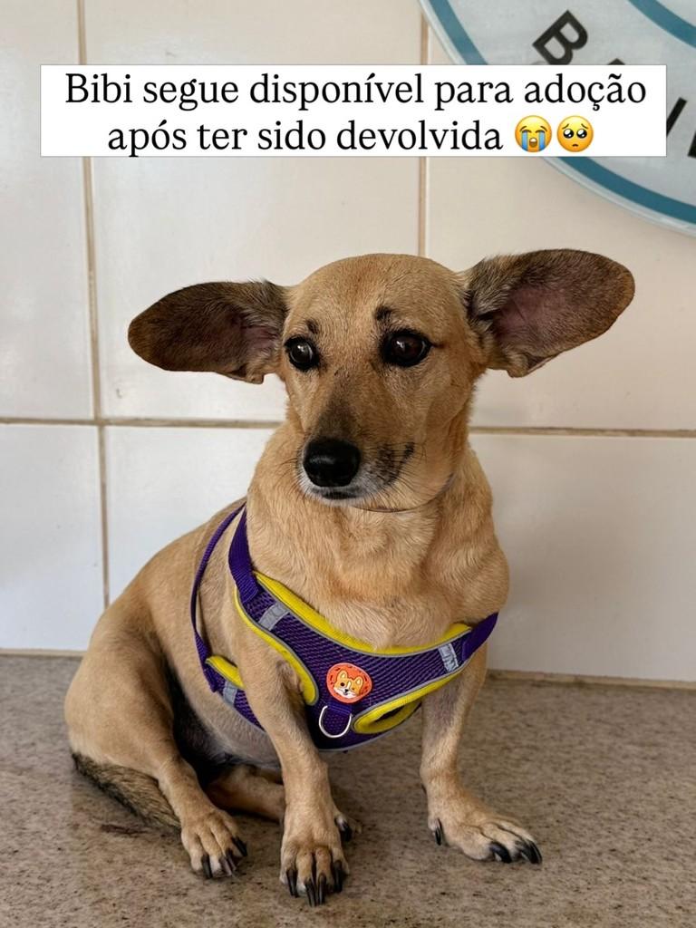 Bibi, cadela de porte médio para adoção em Juiz de Fora - MG