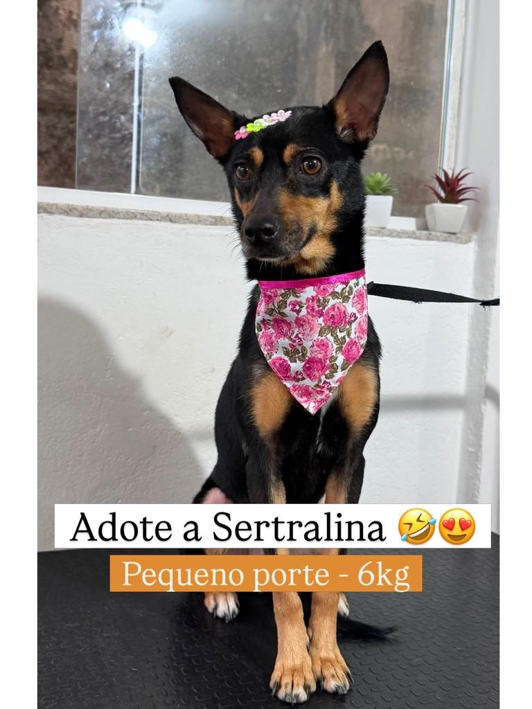 Sertralina, cachorro de porte pequeno para adoção em Juiz de Fora - MG