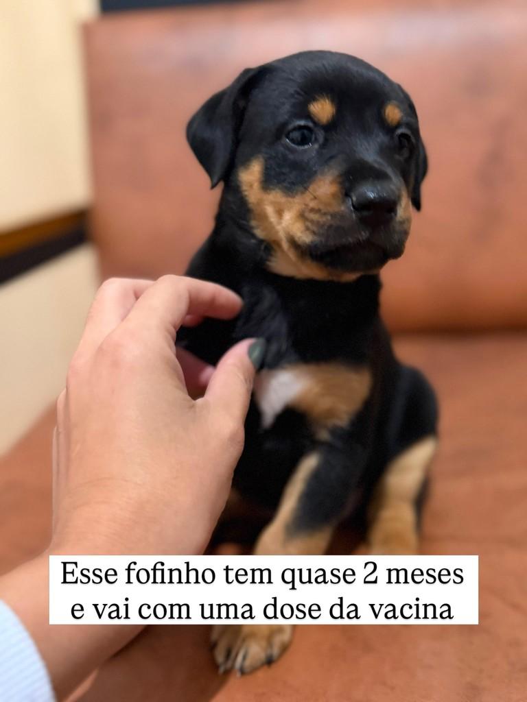 Marcelino, cachorro de porte pequeno para adoção em Juiz de Fora - MG