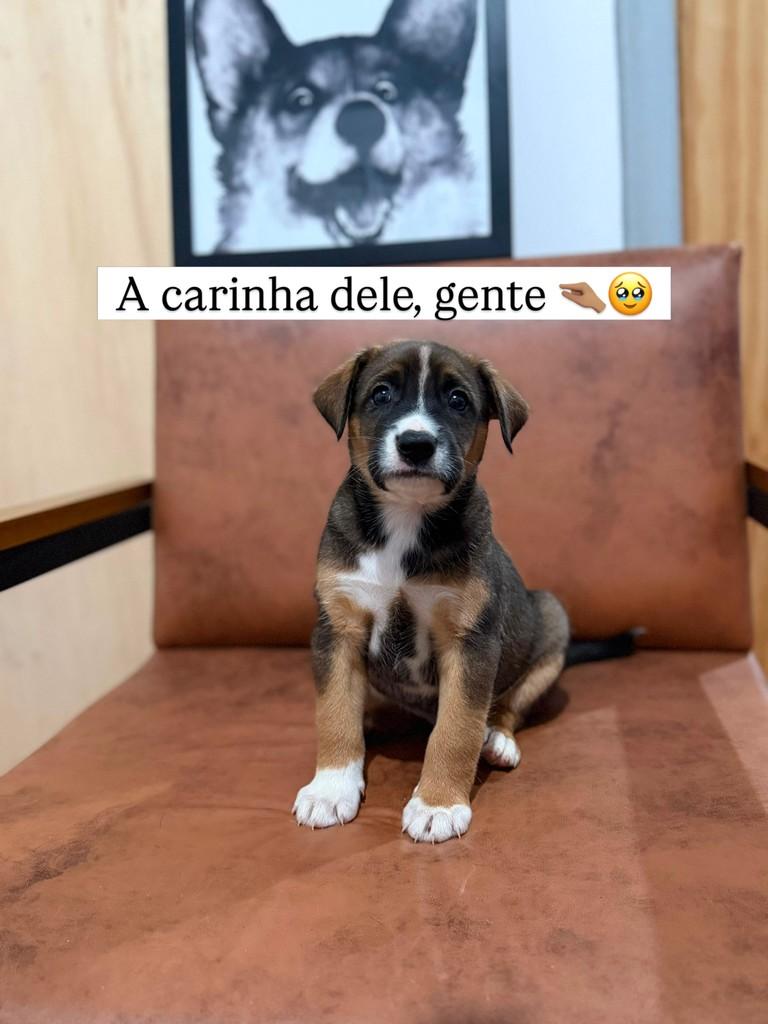 Olavinho, cachorro de porte pequeno para adoção em Juiz de Fora - MG