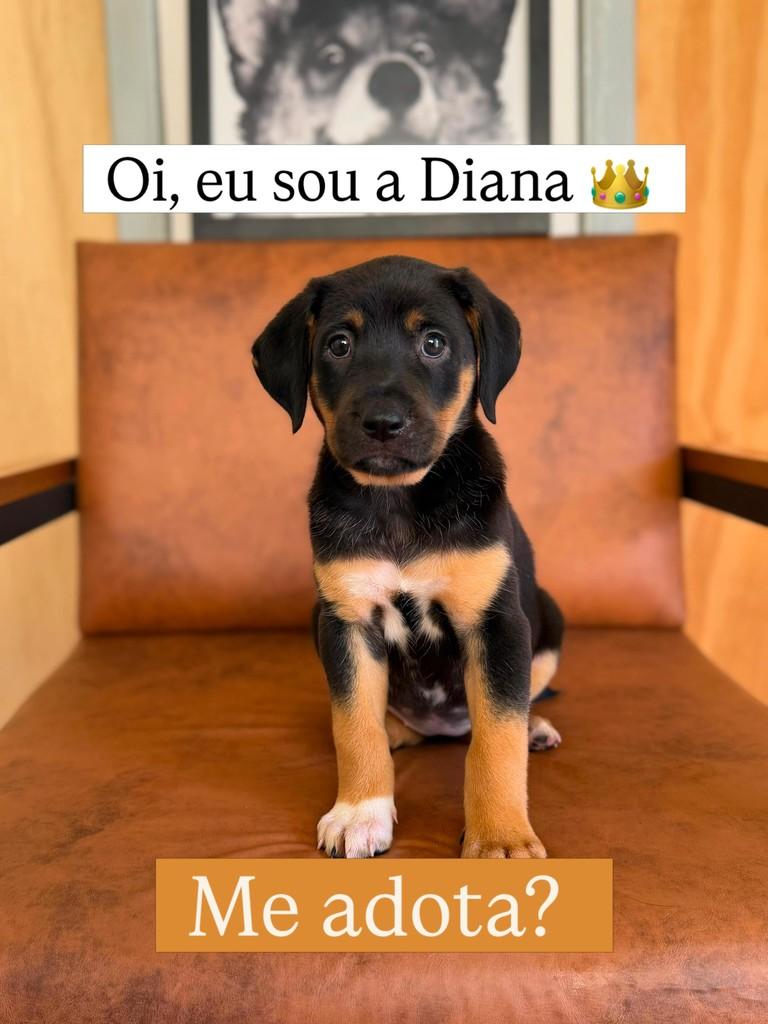 Diana, cachorro de porte pequeno para adoção em Juiz de Fora - MG