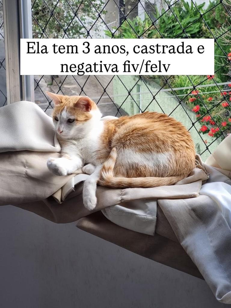 Lili, gato de porte médio para adoção em Juiz de Fora - MG