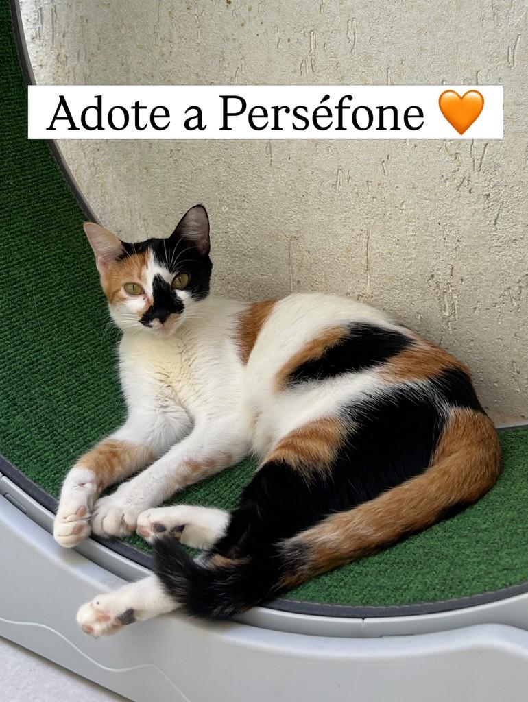 Perséfone, gato de porte médio para adoção em Juiz de Fora - MG