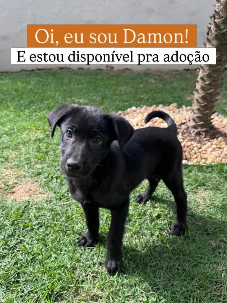 Damon, cachorro de porte pequeno para adoção em Juiz de Fora - MG