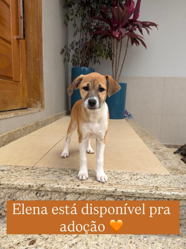 Elena, cachorro de porte pequeno para adoção em Juiz de Fora - MG