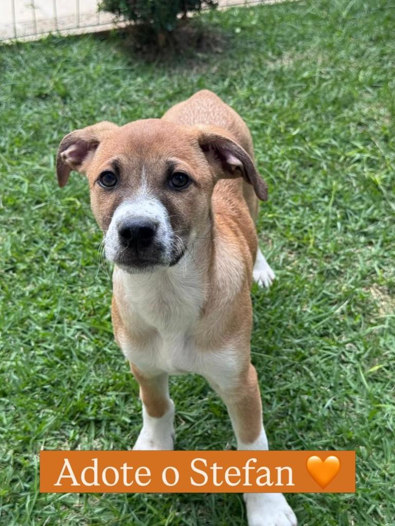 Stefan, cachorro de porte pequeno para adoção em Juiz de Fora - MG