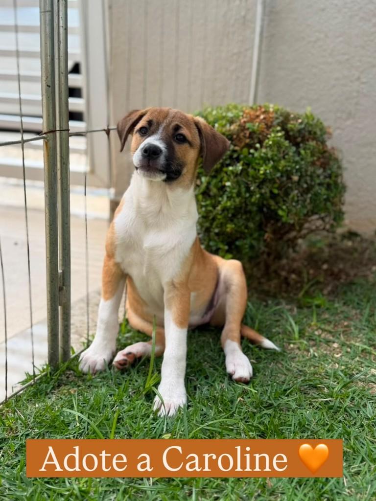 Caroline, cachorro de porte pequeno para adoção em Juiz de Fora - MG
