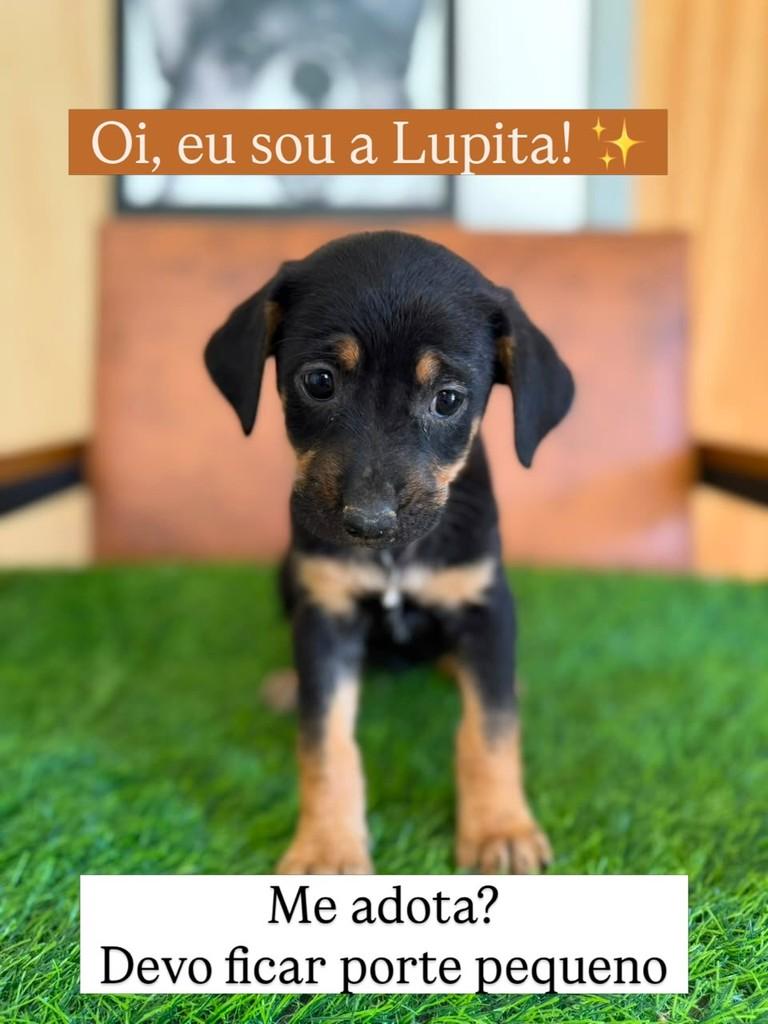 Lupita, cadela de porte pequeno para adoção em Juiz de Fora - MG