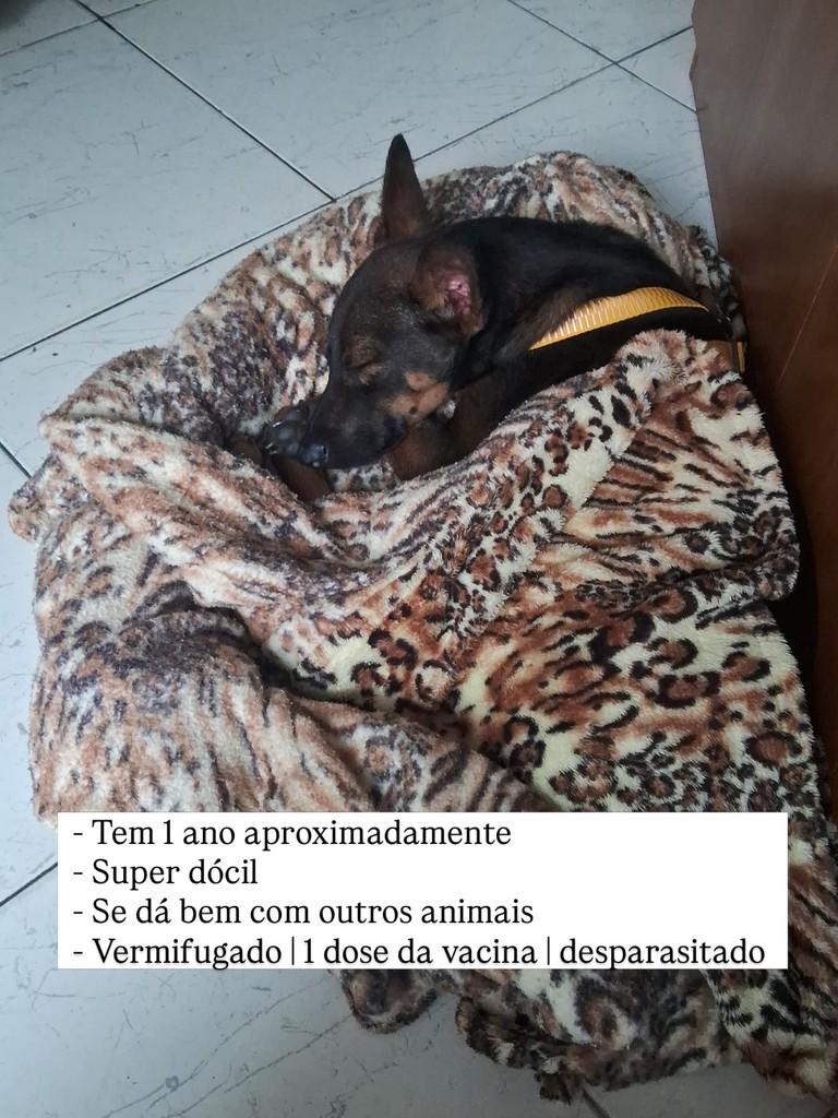 Gustavo, cachorro de porte pequeno para adoção em Juiz de Fora - MG