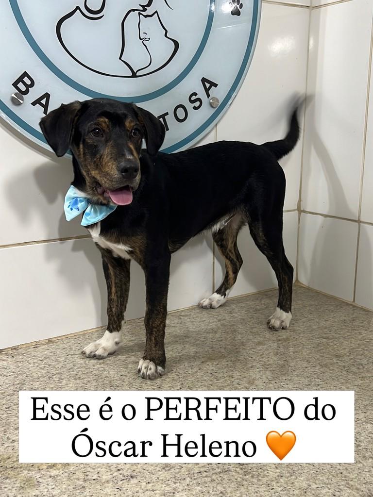 Óscar, cachorro de porte pequeno para adoção em Juiz de Fora - MG