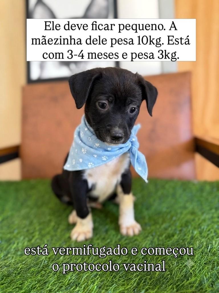 Dieguinho, cachorro de porte pequeno para adoção em Juiz de Fora - MG