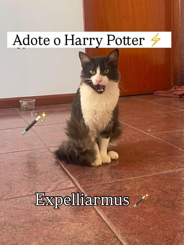 Harry Potter, gato de porte médio para adoção em Juiz de Fora - MG