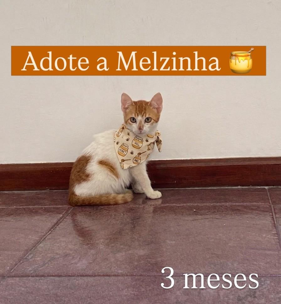 Melzinha, gata de porte pequeno para adoção em Juiz de Fora - MG