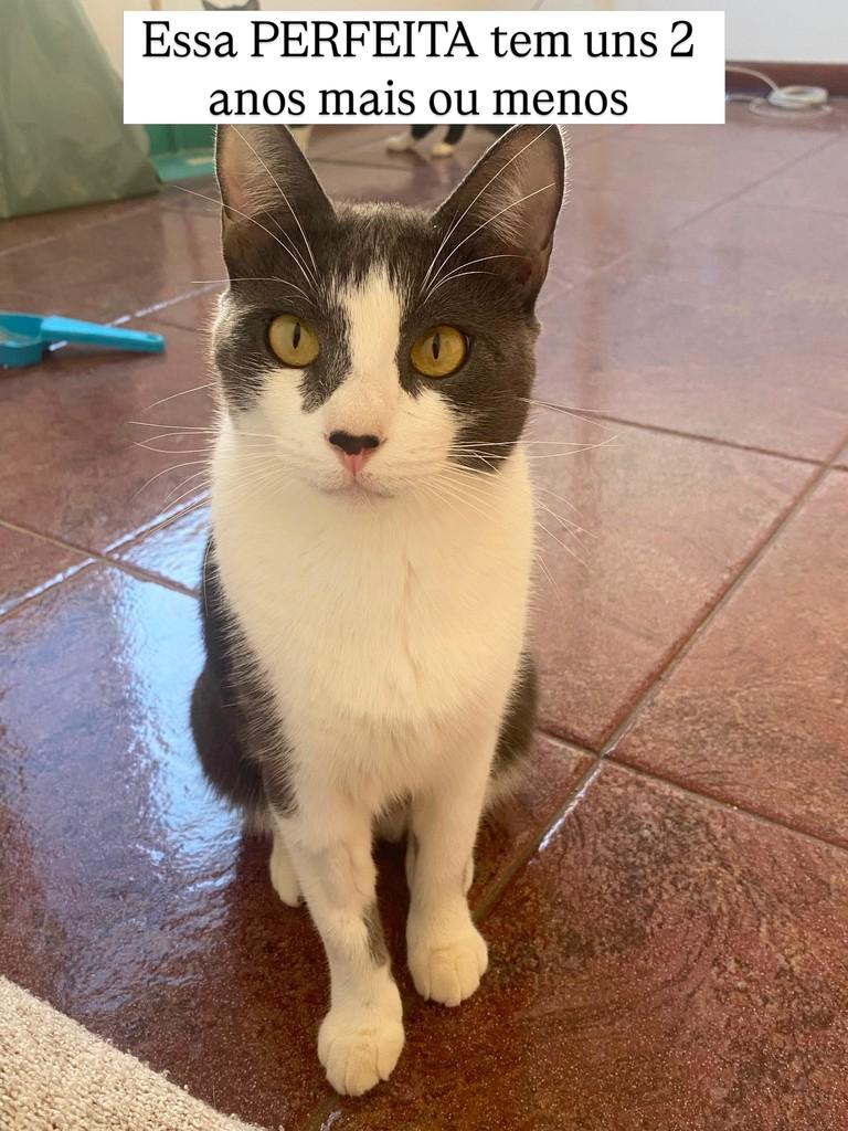 Minerva, gata de porte médio para adoção em Juiz de Fora - MG