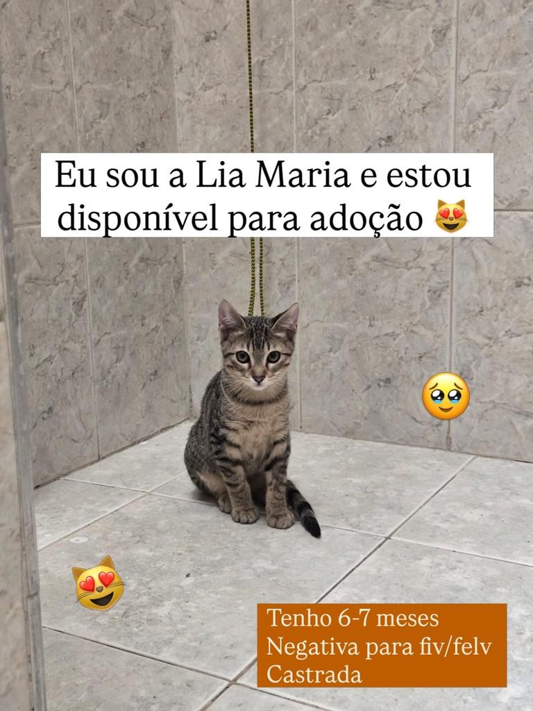 Lia Maria, gato de porte pequeno para adoção em Juiz de Fora - MG