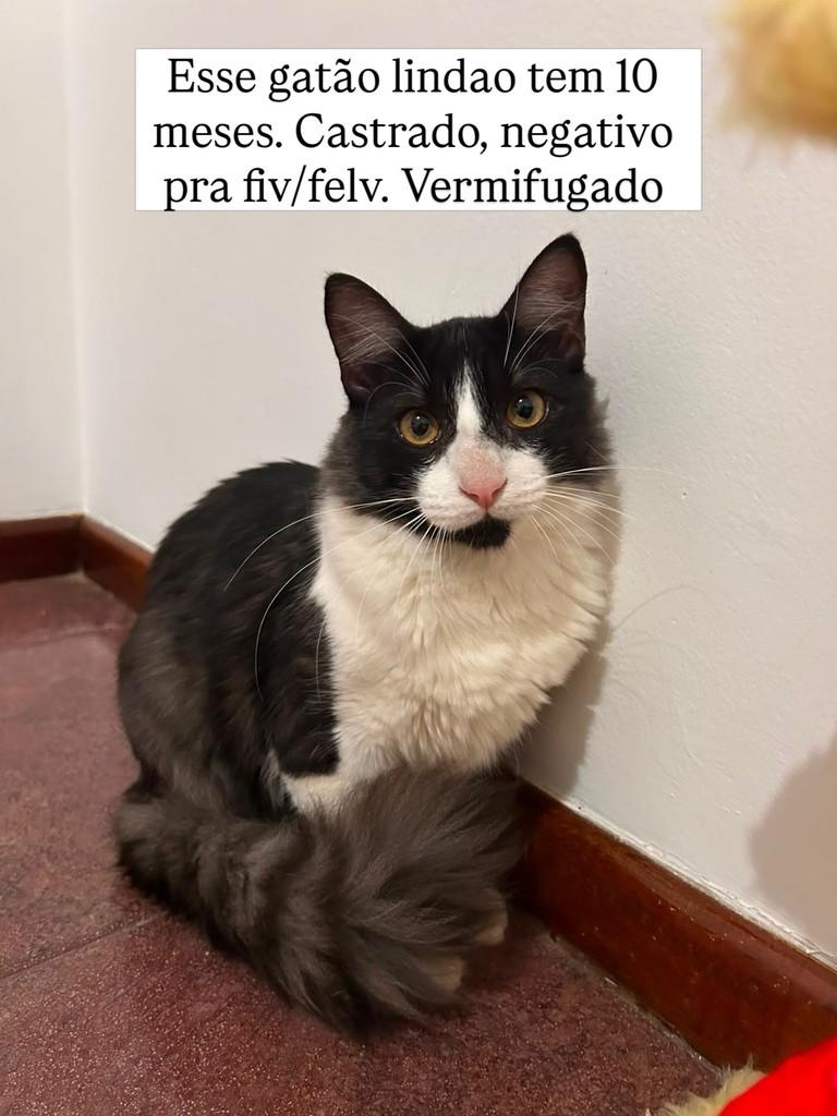 Harry, gato de porte médio para adoção em Juiz de Fora - MG