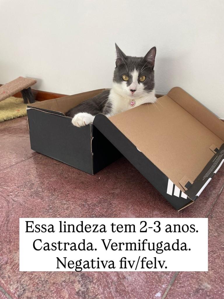 Ela, gato de porte médio para adoção em Juiz de Fora - MG