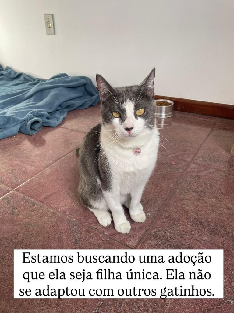 Ela, gato de porte médio para adoção em Juiz de Fora - MG — foto 2 de 3