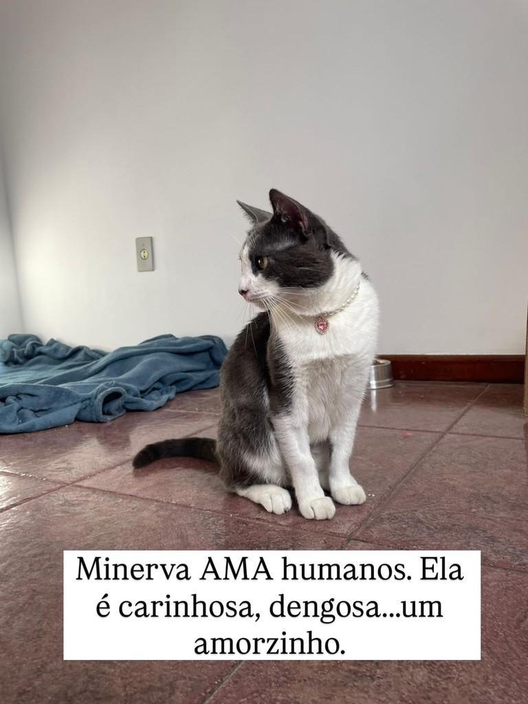 Ela, gato de porte médio para adoção em Juiz de Fora - MG — foto 3 de 3