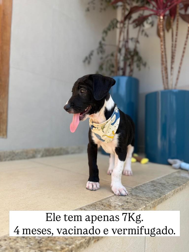 Thomas, cachorro de porte pequeno para adoção em Juiz de Fora - MG