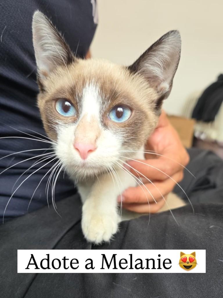 Maravilhosa, gato de porte pequeno para adoção em Juiz de Fora - MG