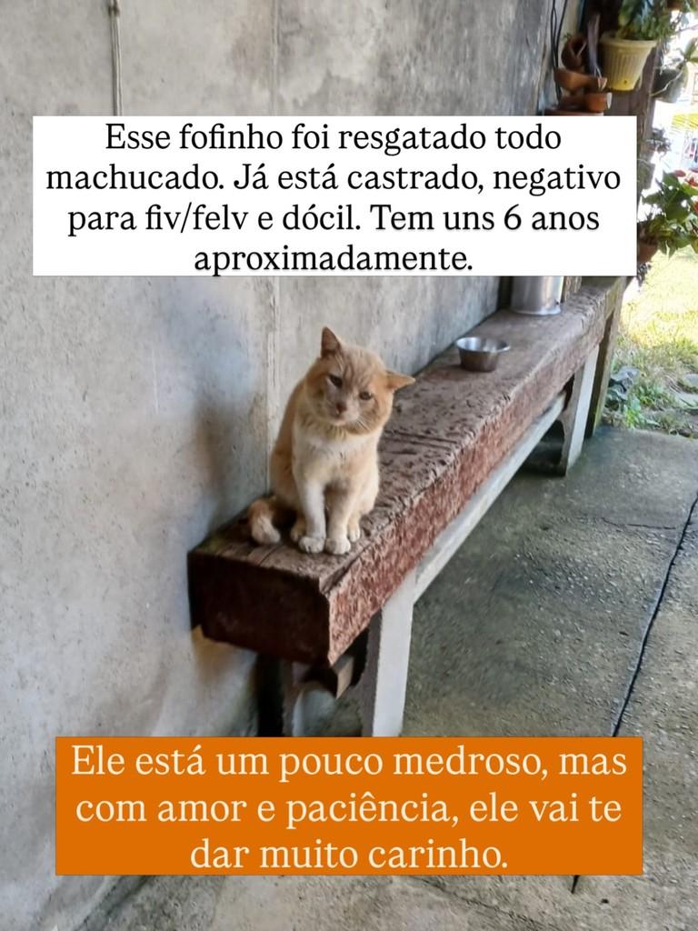 Fubá, gato de porte pequeno para adoção em Juiz de Fora - MG
