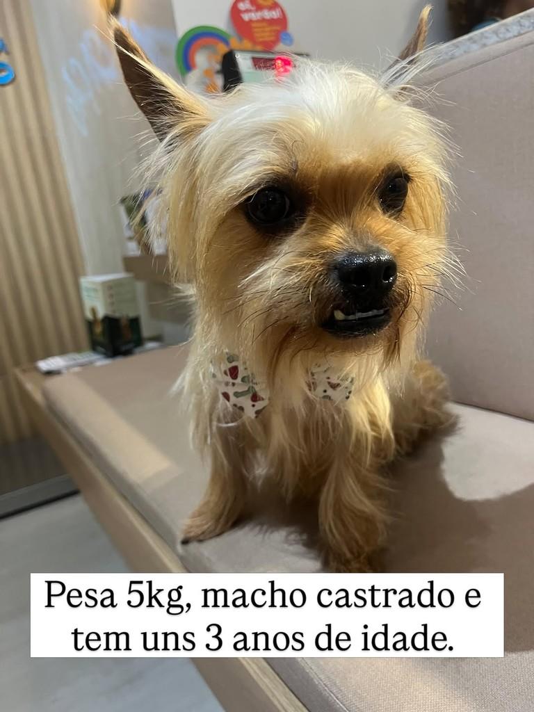 Peter, cachorro de porte pequeno para adoção em Juiz de Fora - MG