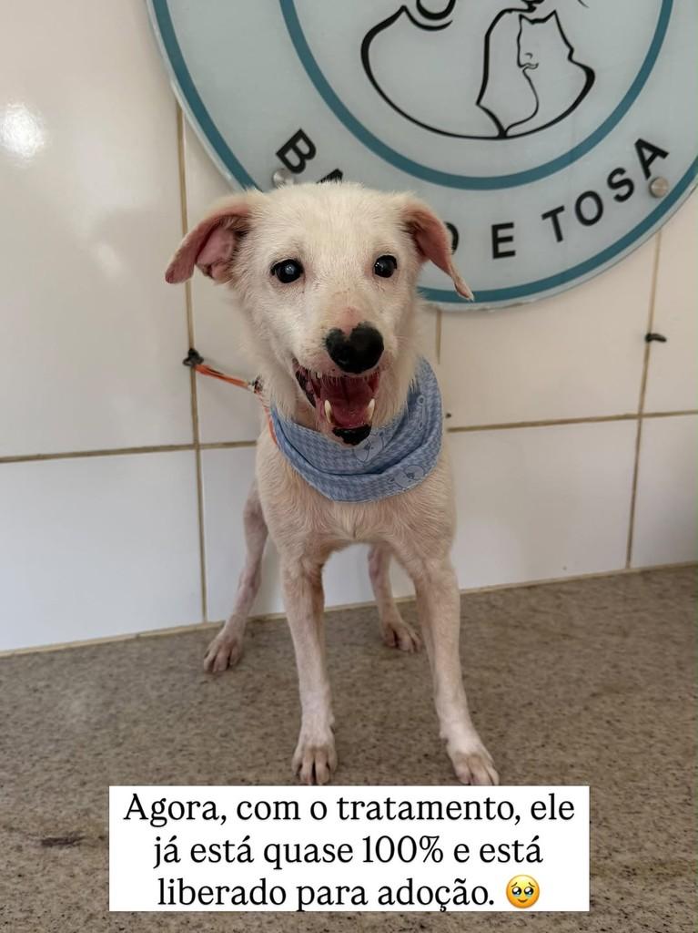 Timão, cachorro de porte médio para adoção em Juiz de Fora - MG