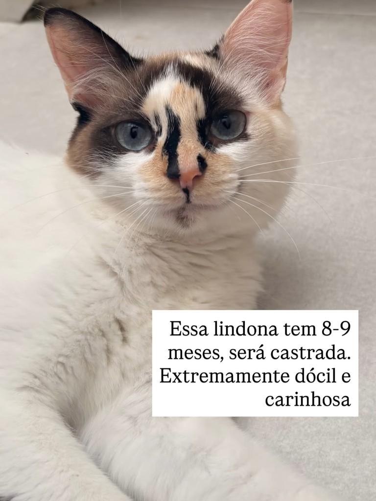 Gelatina, gata de porte médio para adoção em Juiz de Fora - MG