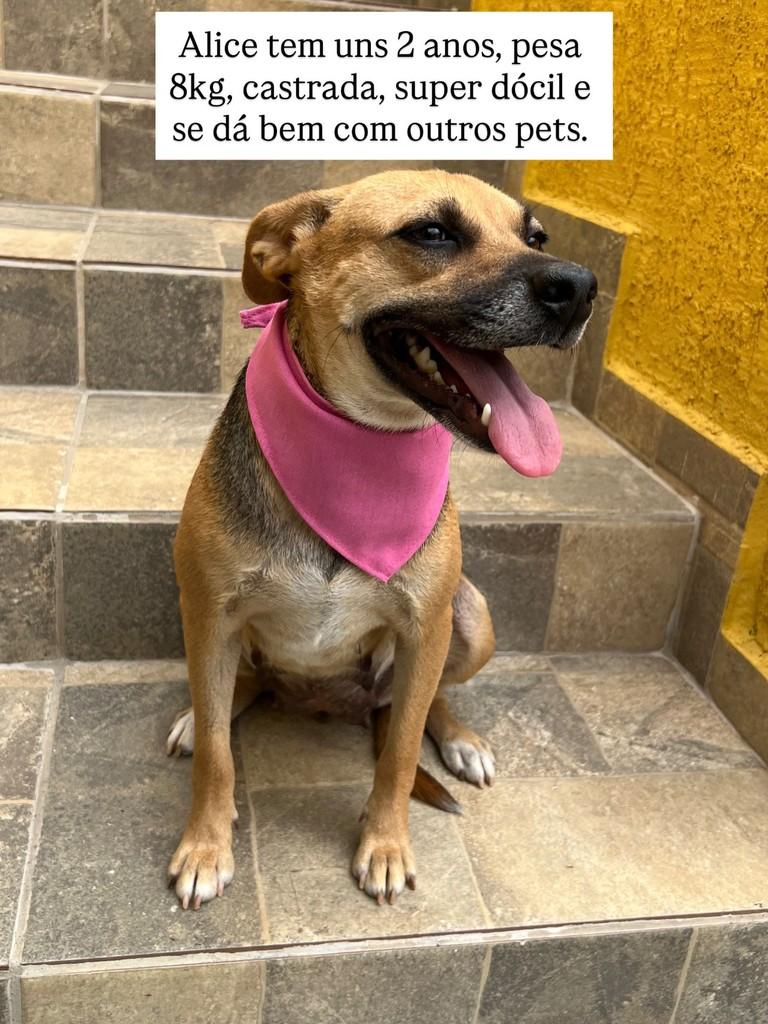 Alice, cadela de porte pequeno para adoção em Juiz de Fora - MG