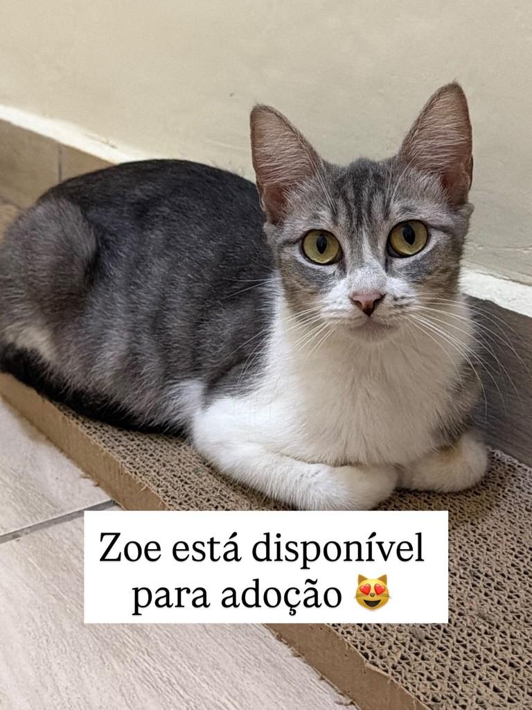 Zoe, gata de porte pequeno para adoção em Juiz de Fora - MG