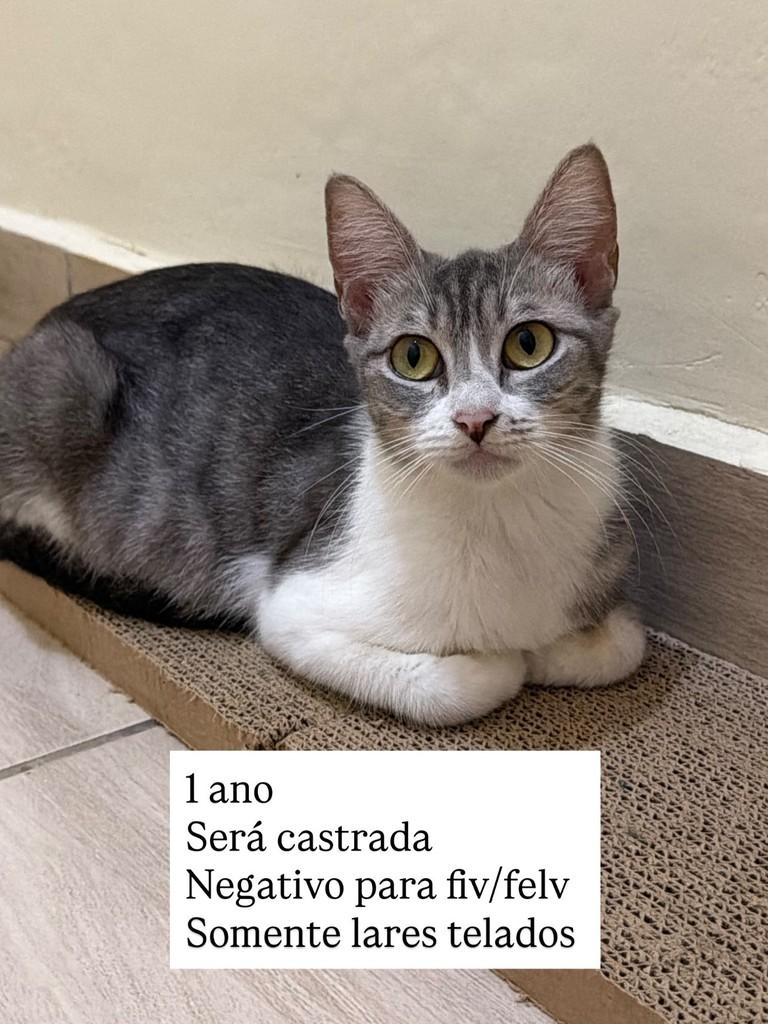 Zoe, gata de porte pequeno para adoção em Juiz de Fora - MG — foto 2 de 2