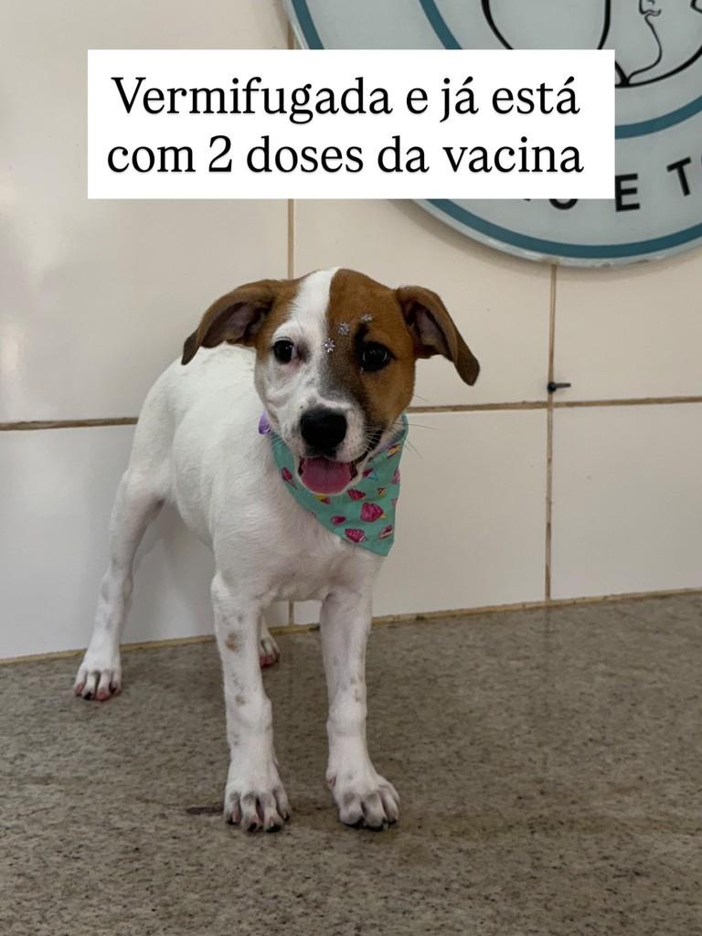 Letícia, cadela de porte pequeno para adoção em Juiz de Fora - MG
