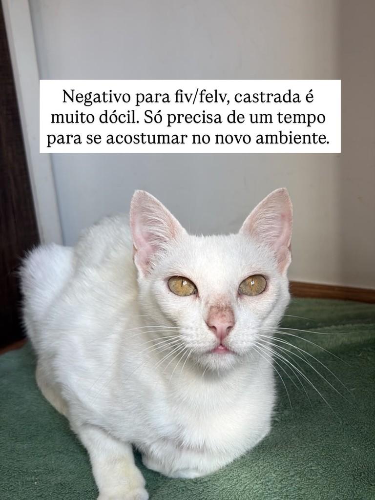 Duquesa, gata de porte médio para adoção em Juiz de Fora - MG