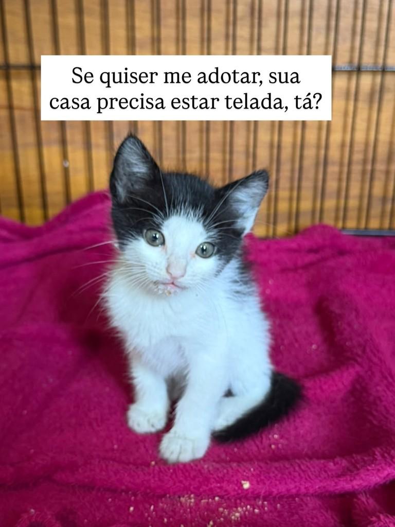 Gerson Gil, gato de porte pequeno para adoção em Juiz de Fora - MG — foto 3 de 3