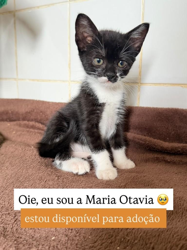 Maria Otávia, gata de porte pequeno para adoção em Juiz de Fora - MG
