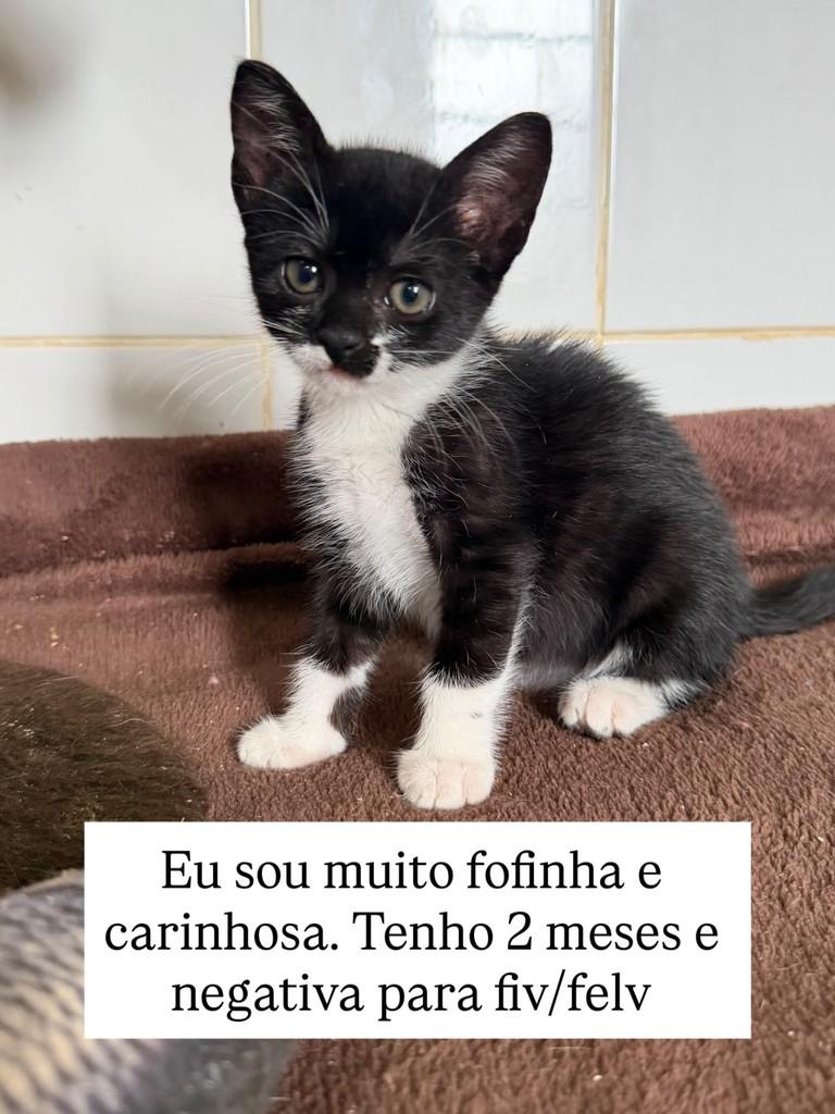 Maria Otávia, gata de porte pequeno para adoção em Juiz de Fora - MG — foto 2 de 2