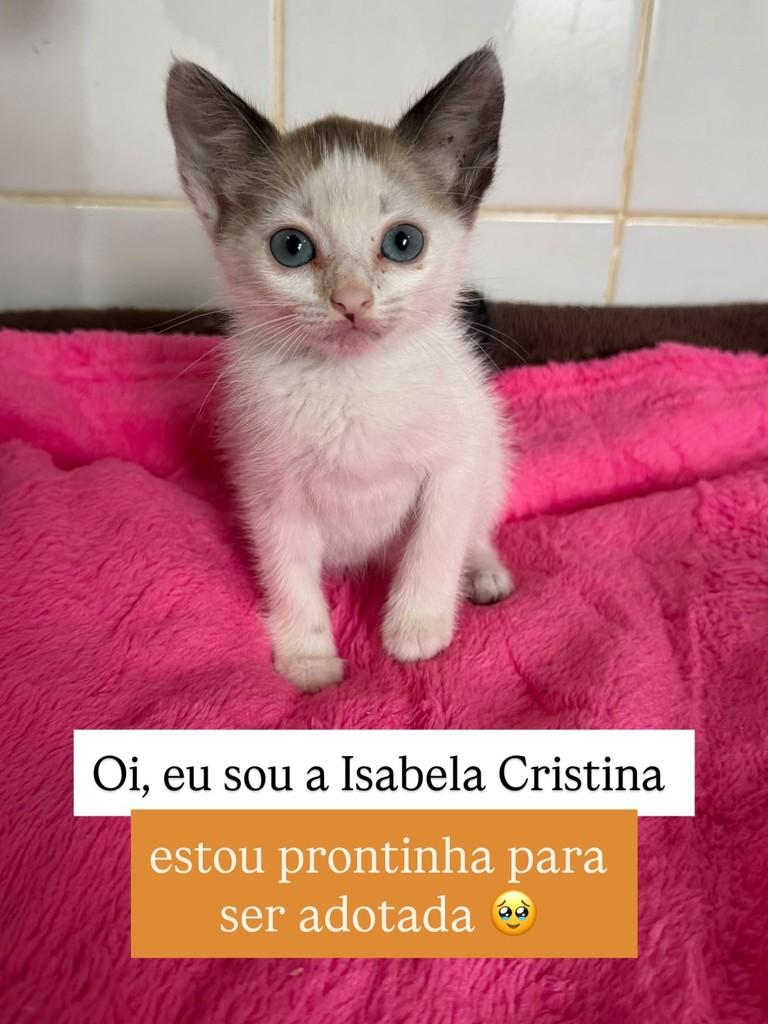 Isabela Cristina, gata de porte pequeno para adoção em Juiz de Fora - MG