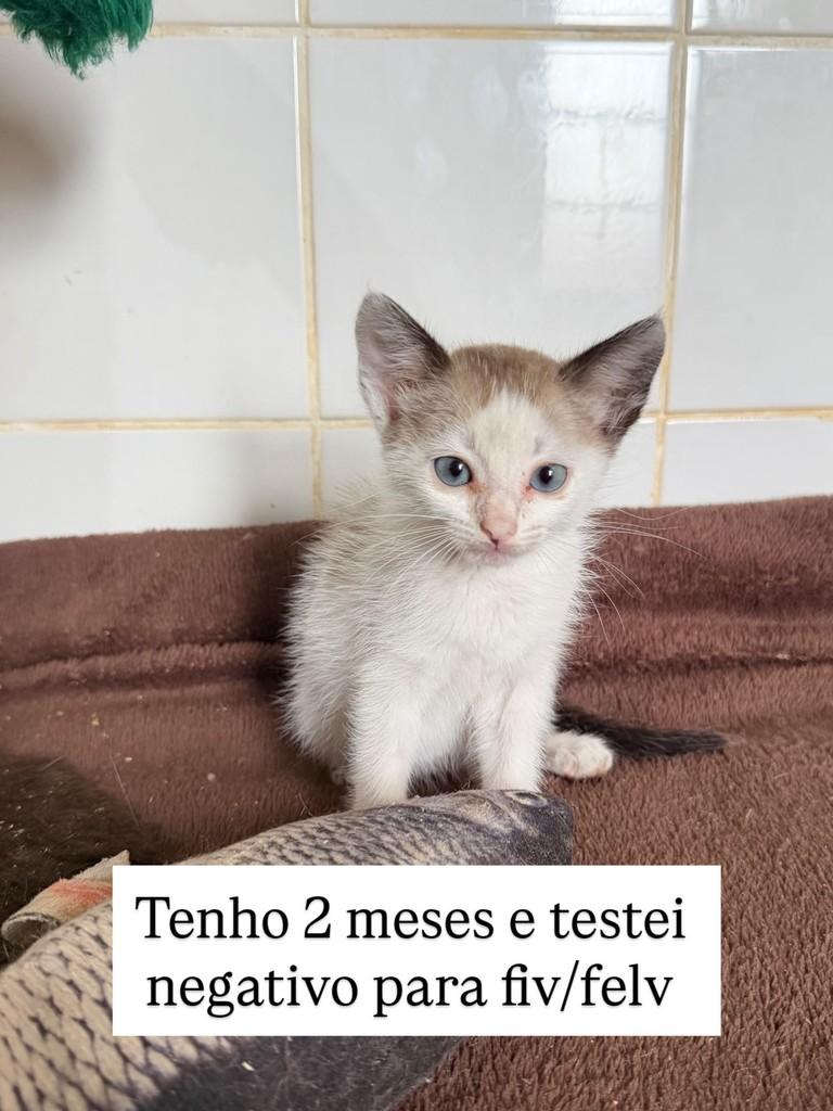 Isabela Cristina, gata de porte pequeno para adoção em Juiz de Fora - MG — foto 2 de 3