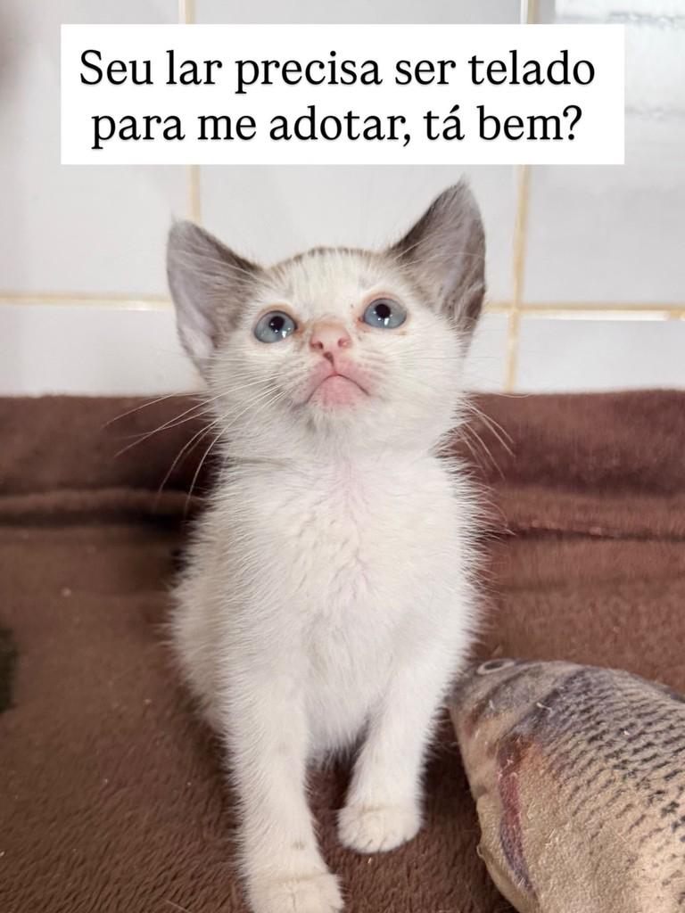 Isabela Cristina, gata de porte pequeno para adoção em Juiz de Fora - MG — foto 3 de 3