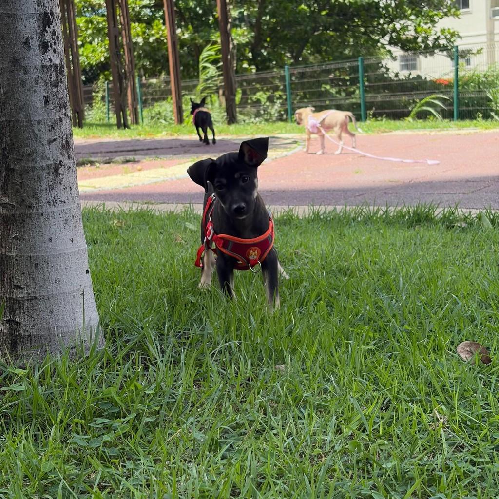 Thor, cachorro de porte médio para adoção em Russas - CE