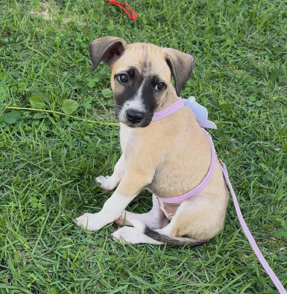 Chloe, cadela de porte médio para adoção em Russas - CE