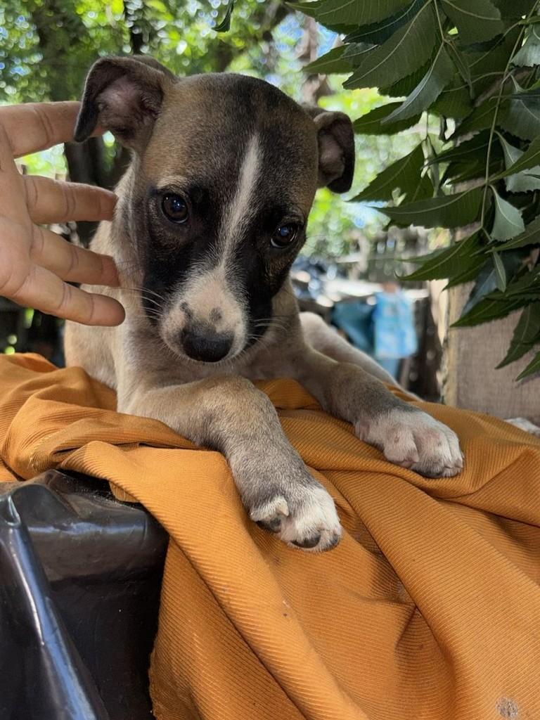 Bela, cachorro de porte pequeno para adoção em Russas - CE