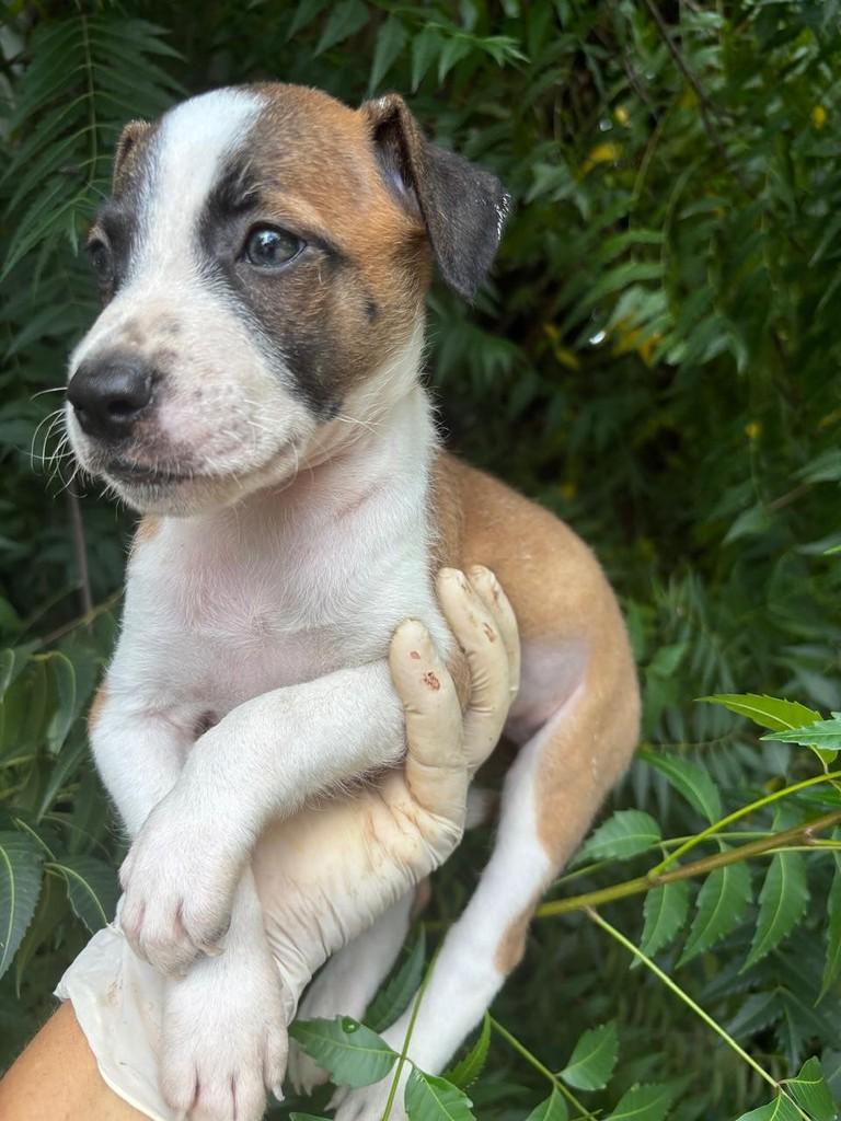 Betovhen, cachorro de porte pequeno para adoção em Russas - CE