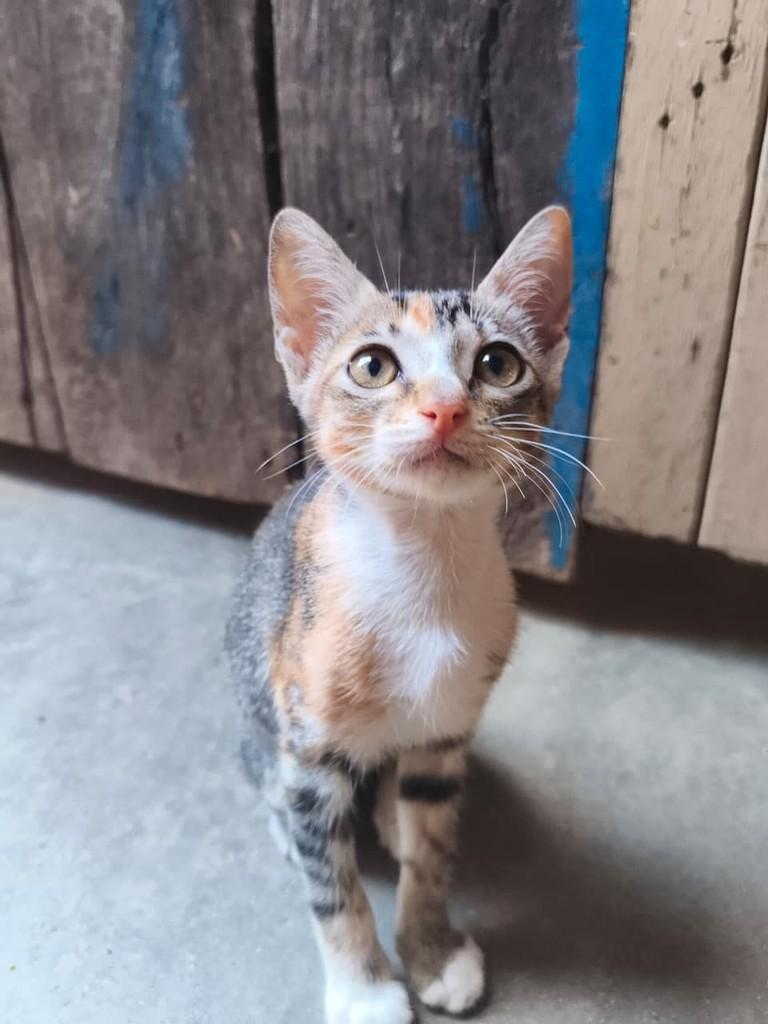 Princesinha, gata de porte pequeno para adoção em Russas - CE